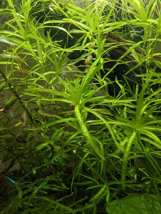 20+ Guppy Grass(Najas guadalupensis)