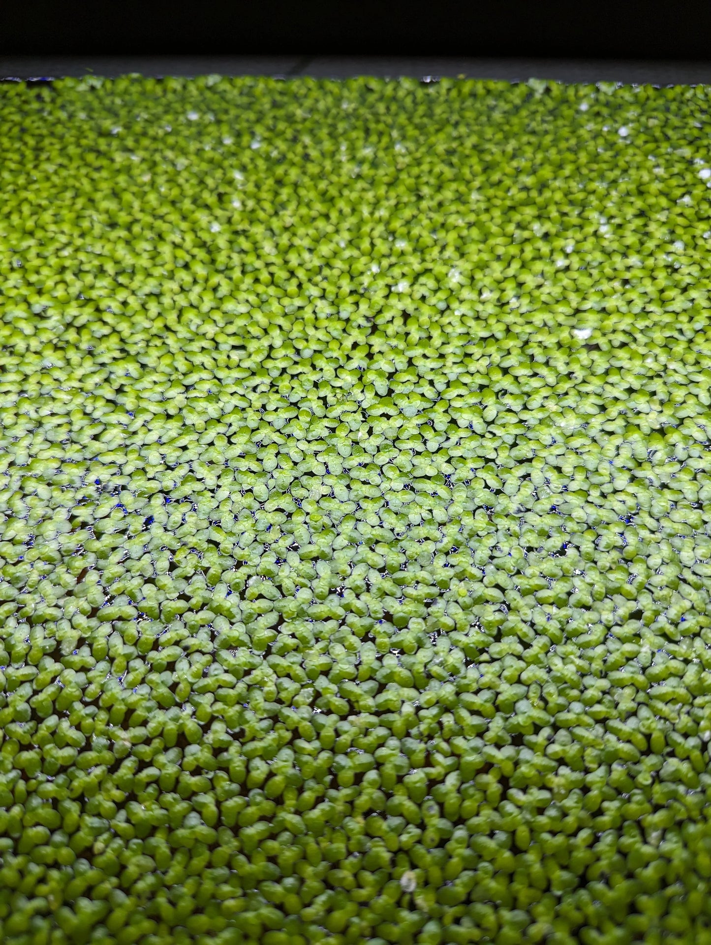 Duckweed -  Lemna Minor - Buy 2 get 1 Free