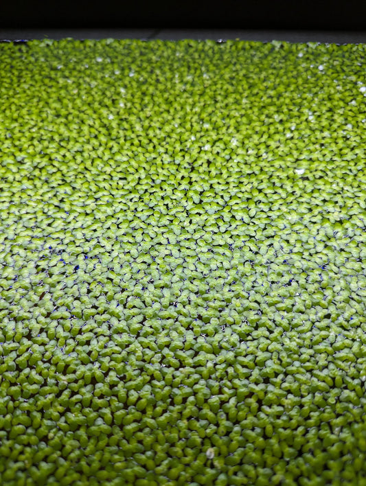 Duckweed -  Lemna Minor - Buy 2 get 1 Free