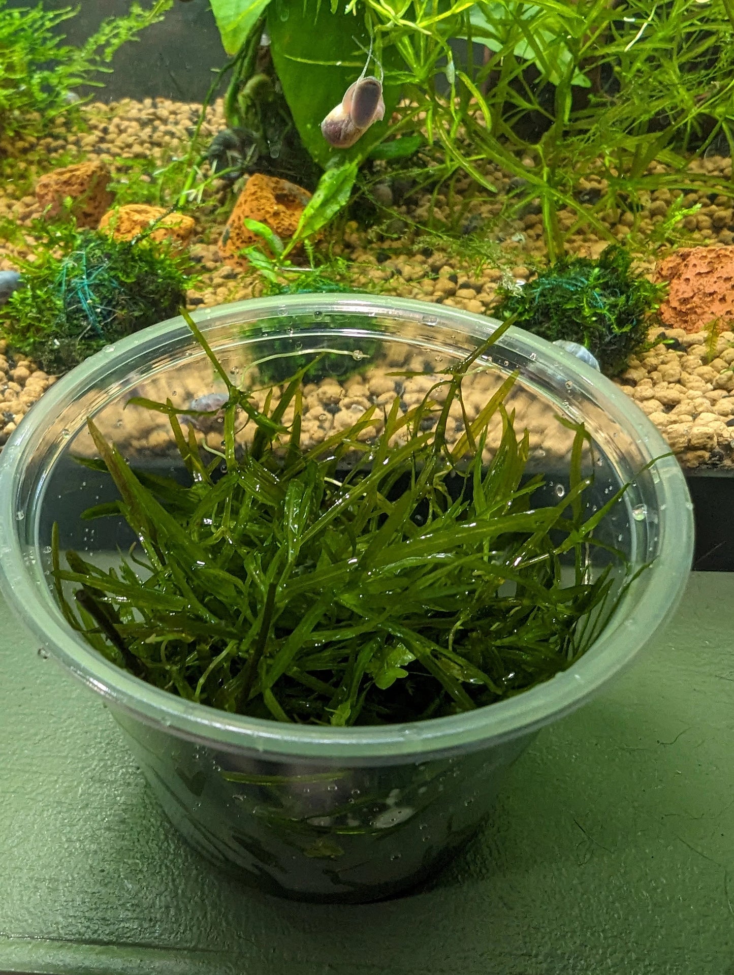 20+ Guppy Grass(Najas guadalupensis)