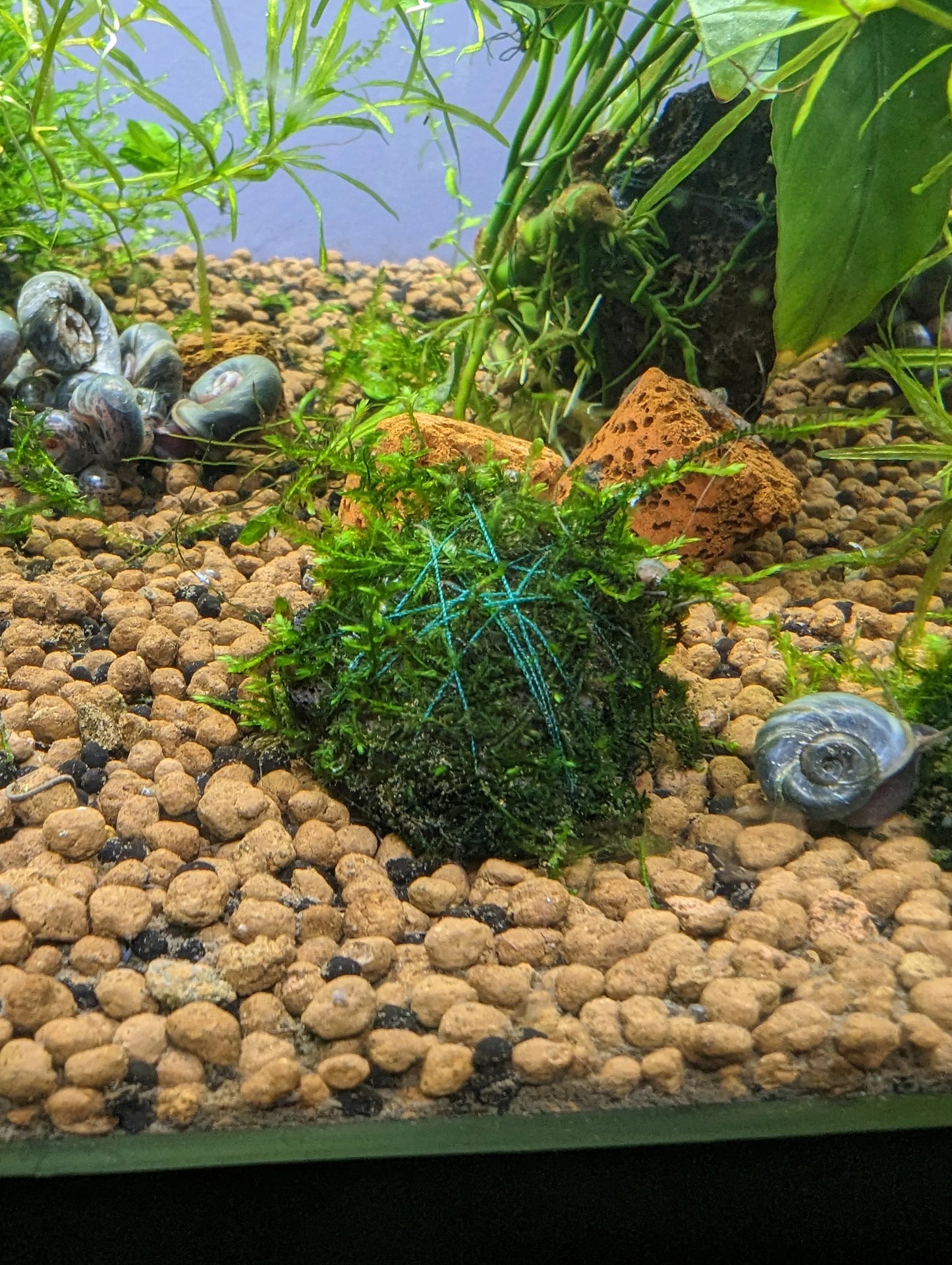 Java Moss Wrapped Lava Rock