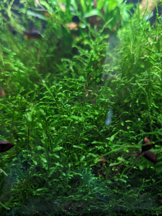 Java Moss